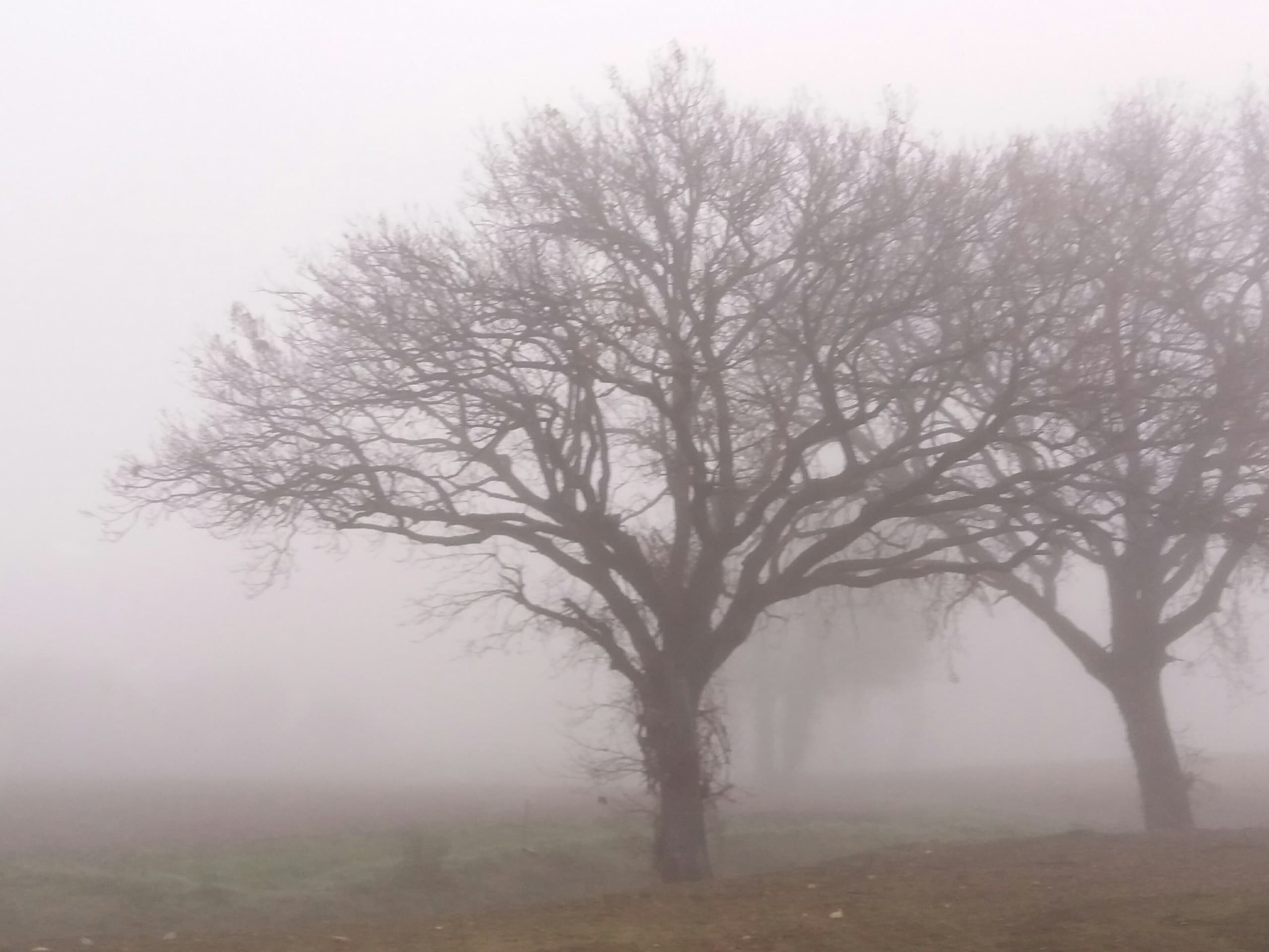 inverno