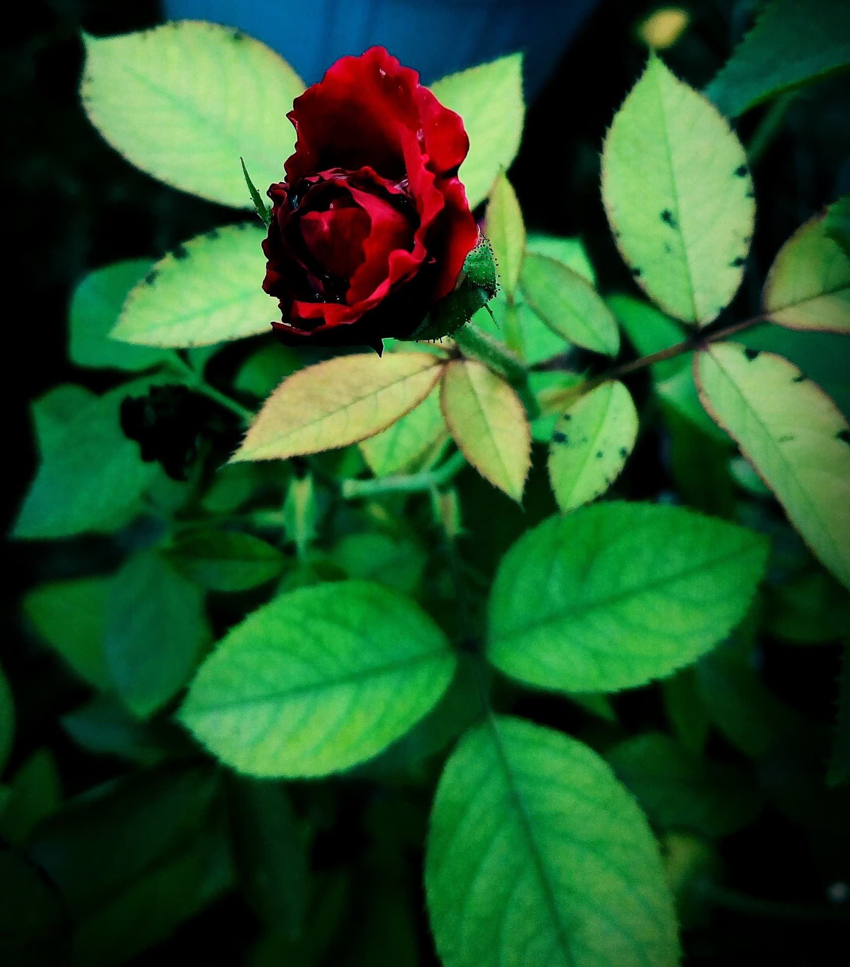 rose