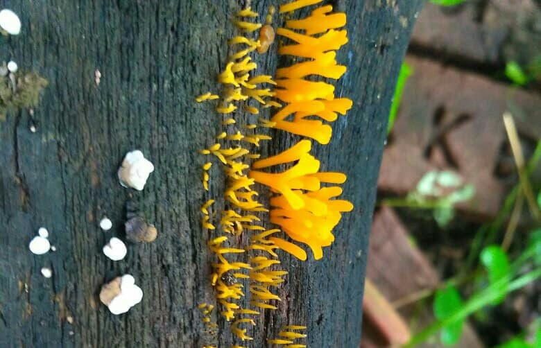 fungi