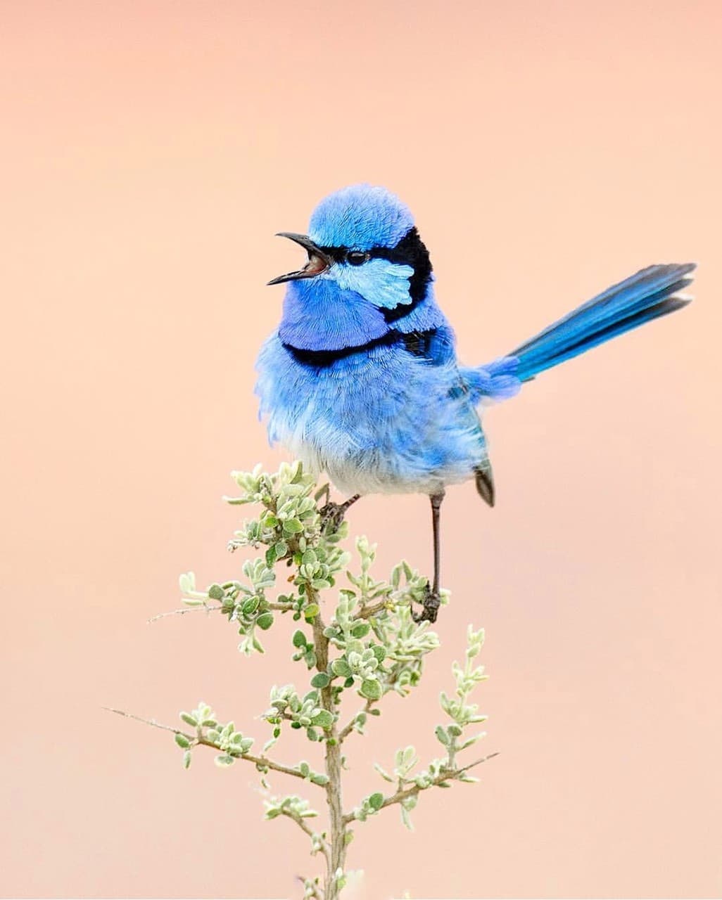 bird