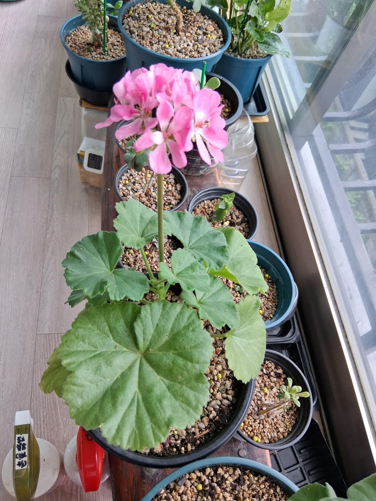 꽃잎, 핑크색 배경화면