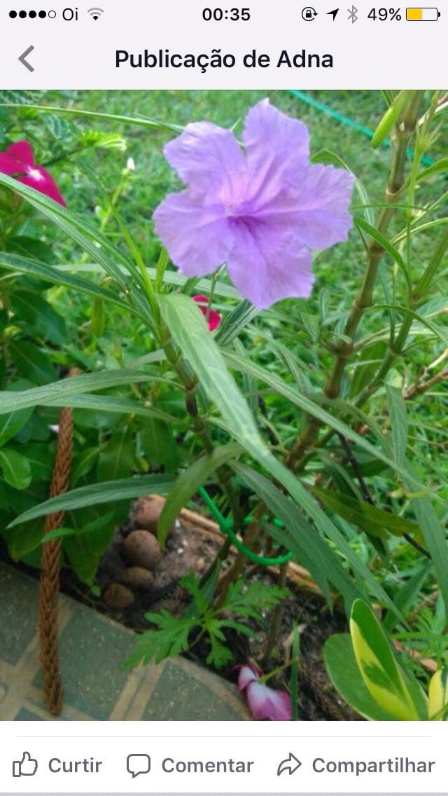 Petúnia Mexicana