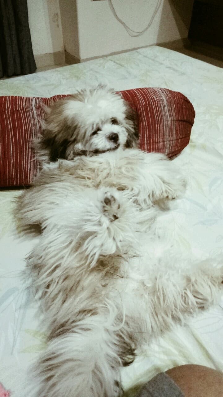 my dog