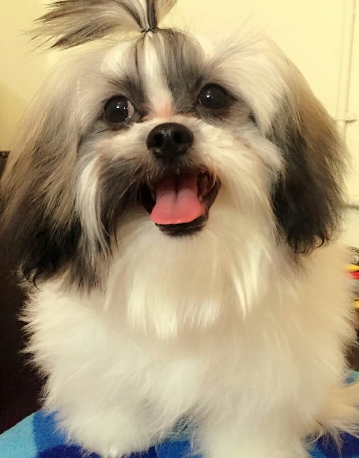 fido