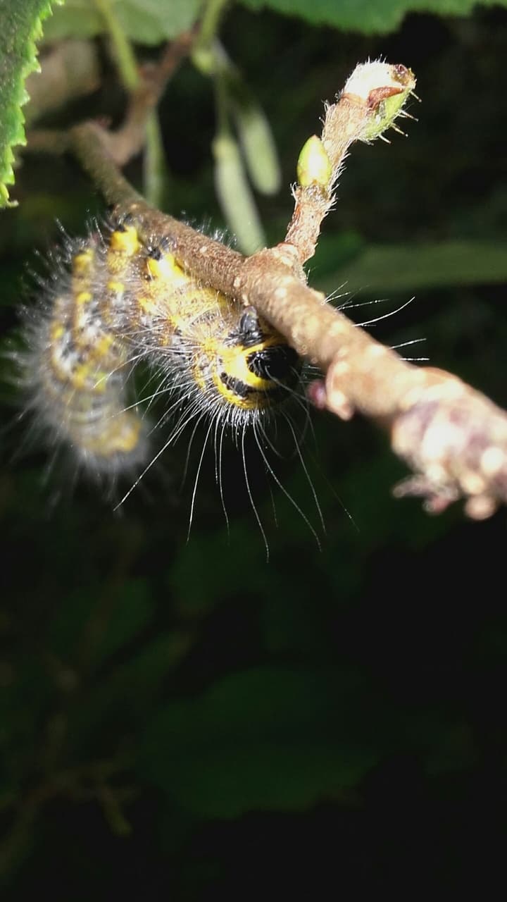 chenille