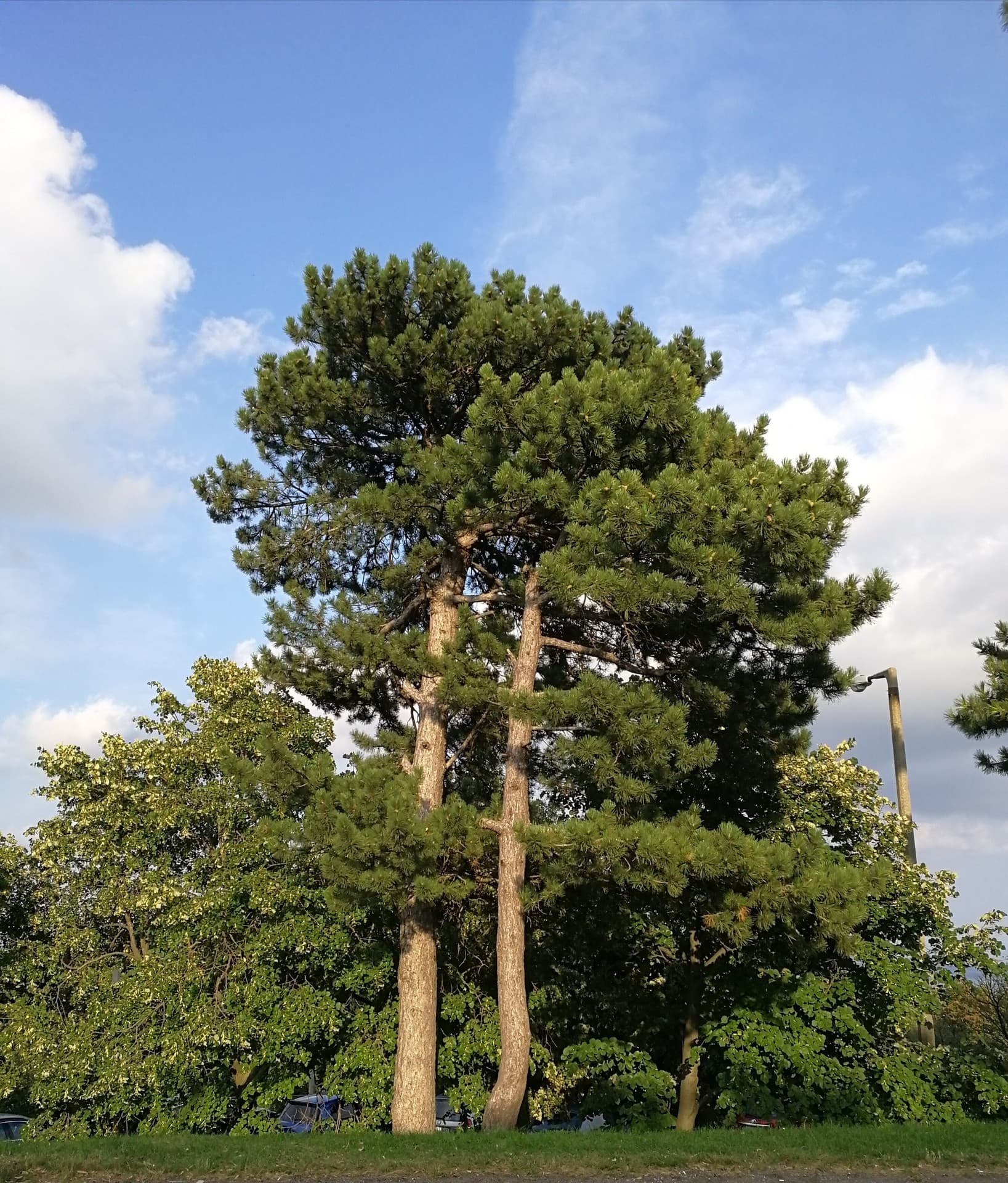 tree