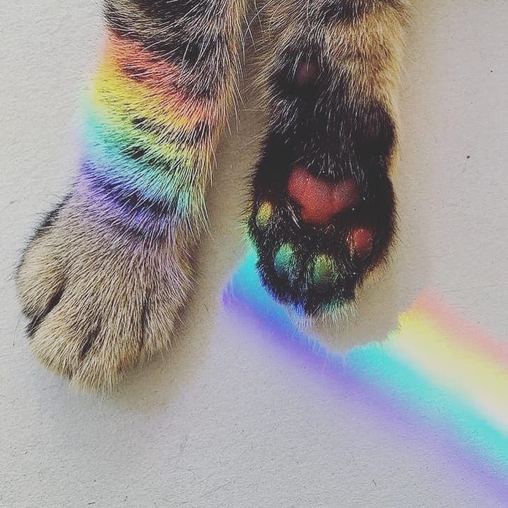 лапки котика