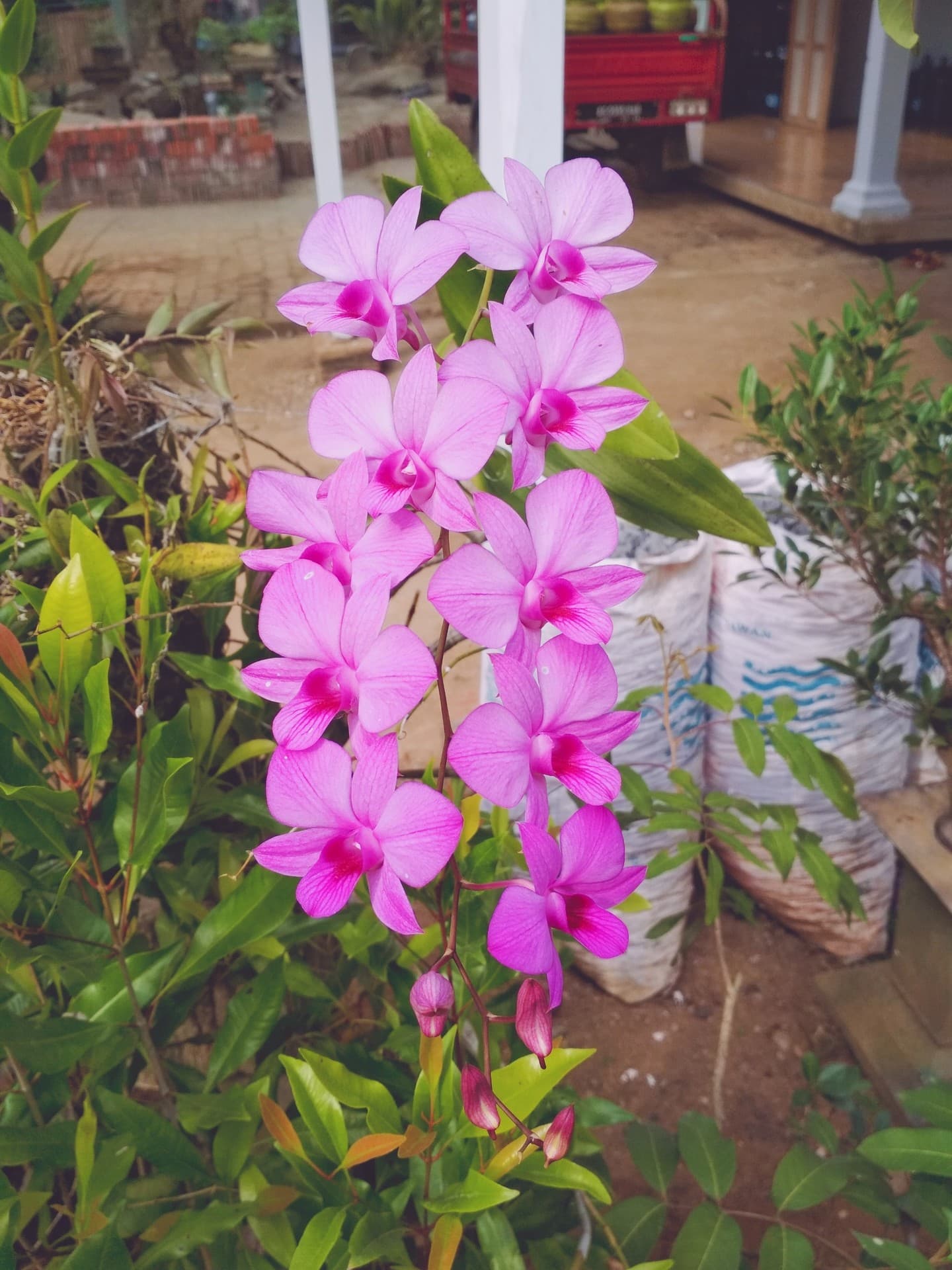 flower