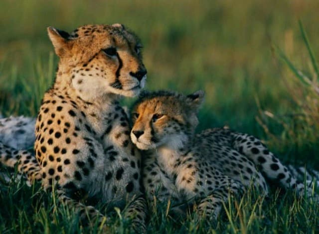 Love