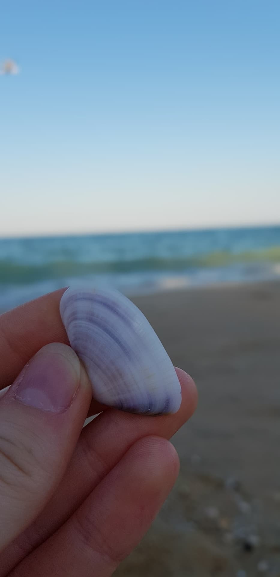 shell