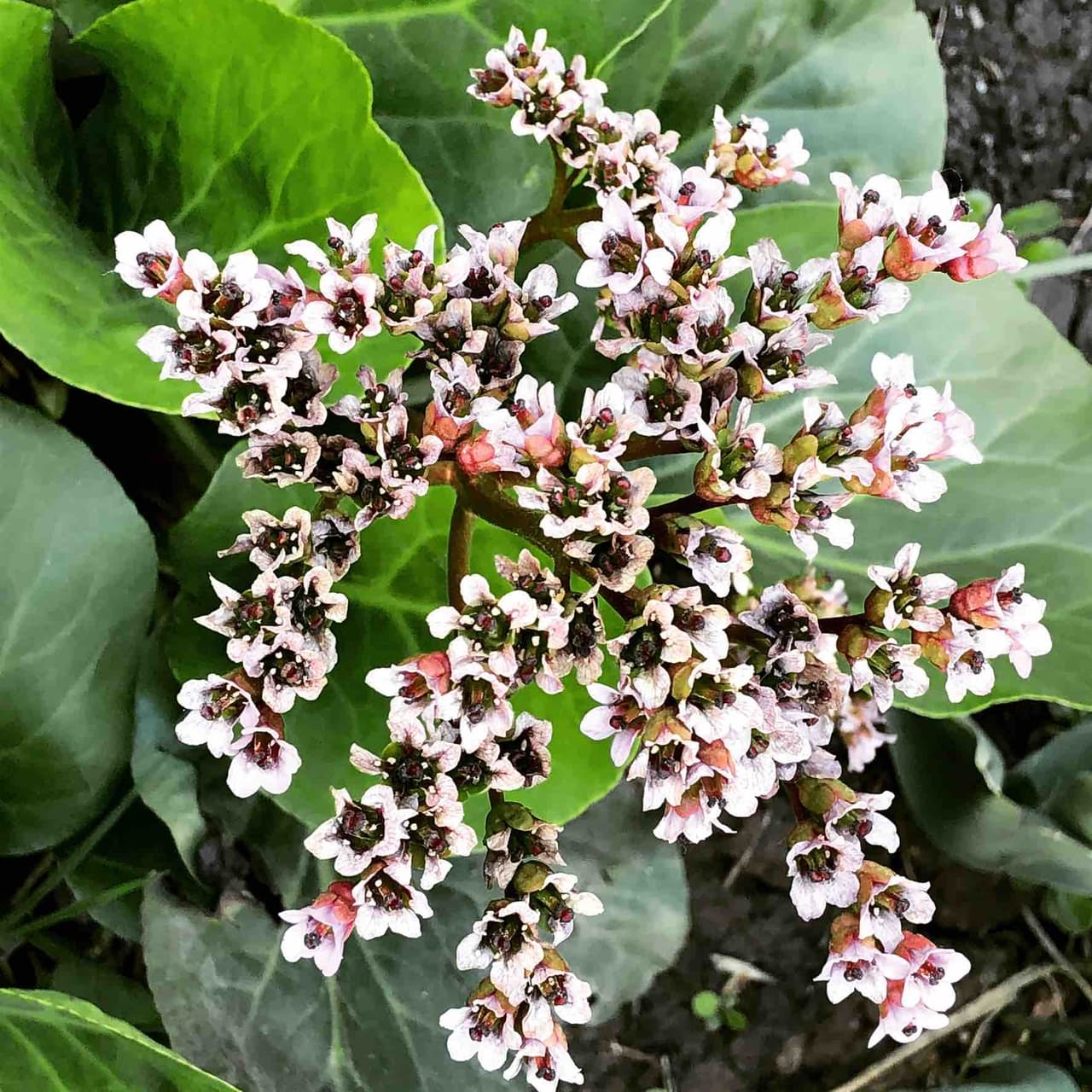 Plant