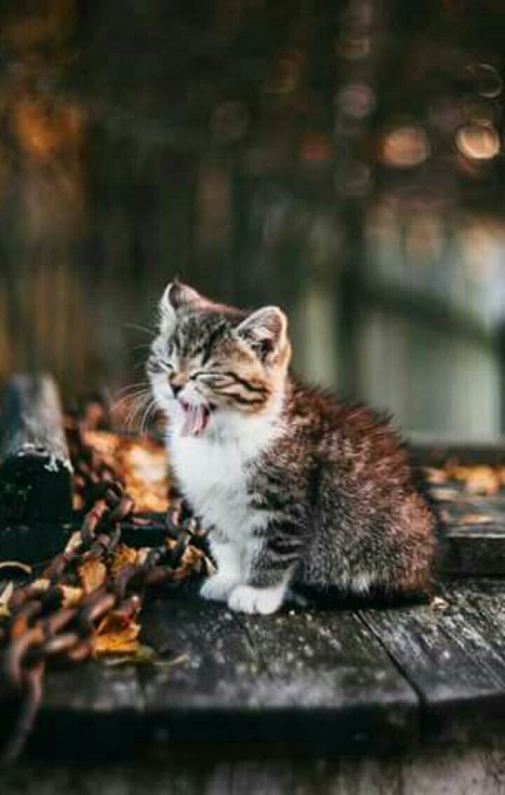 cute litte cat!