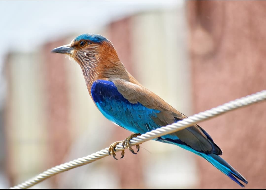 kingfisher
