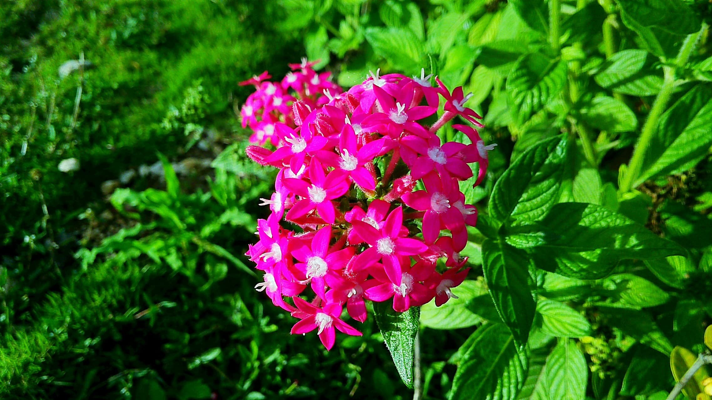 flor