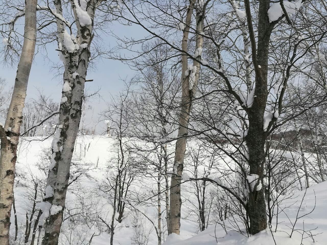 лес