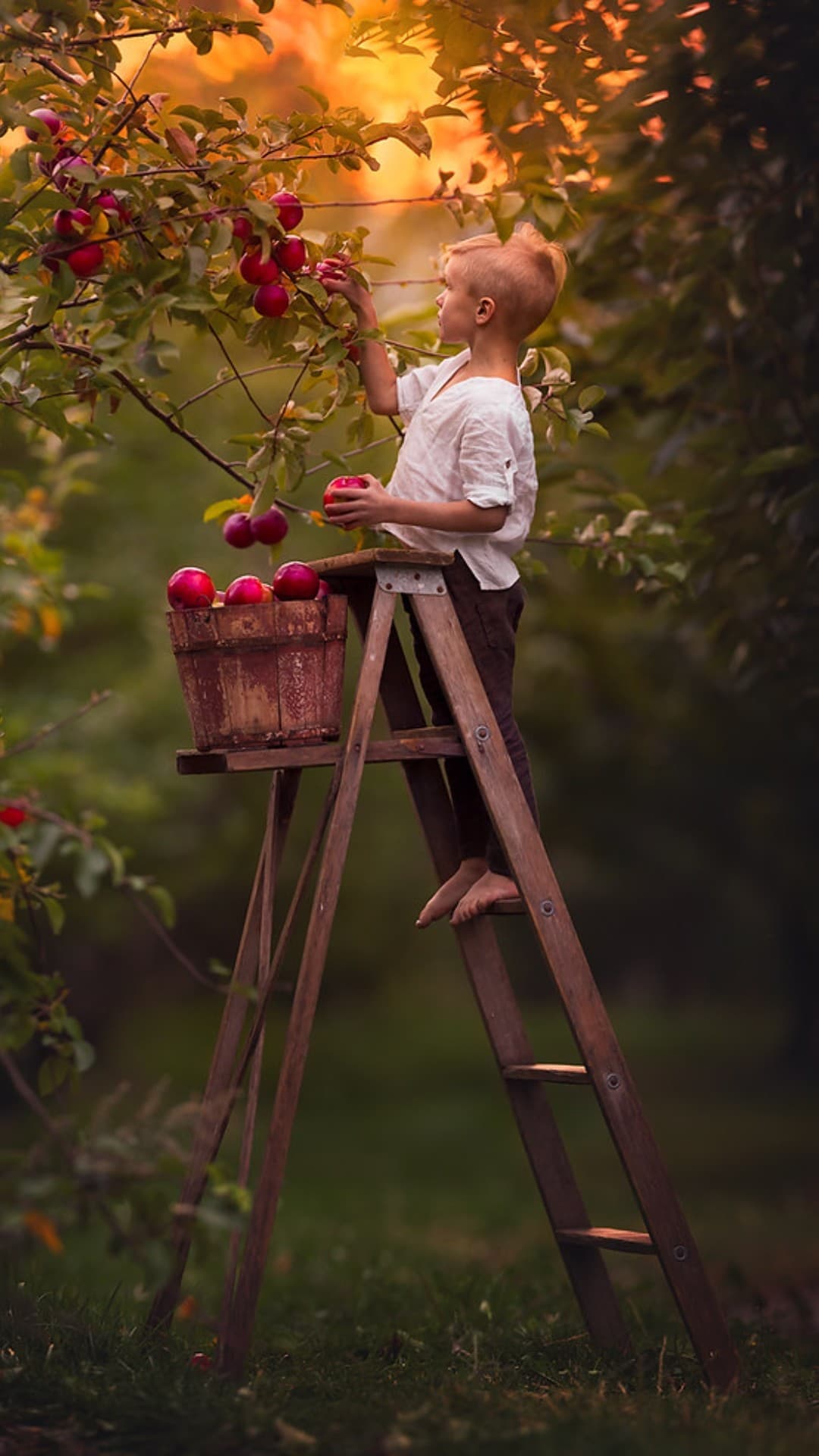 harvest