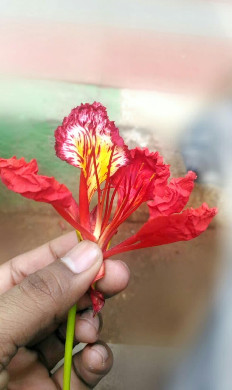 flower red