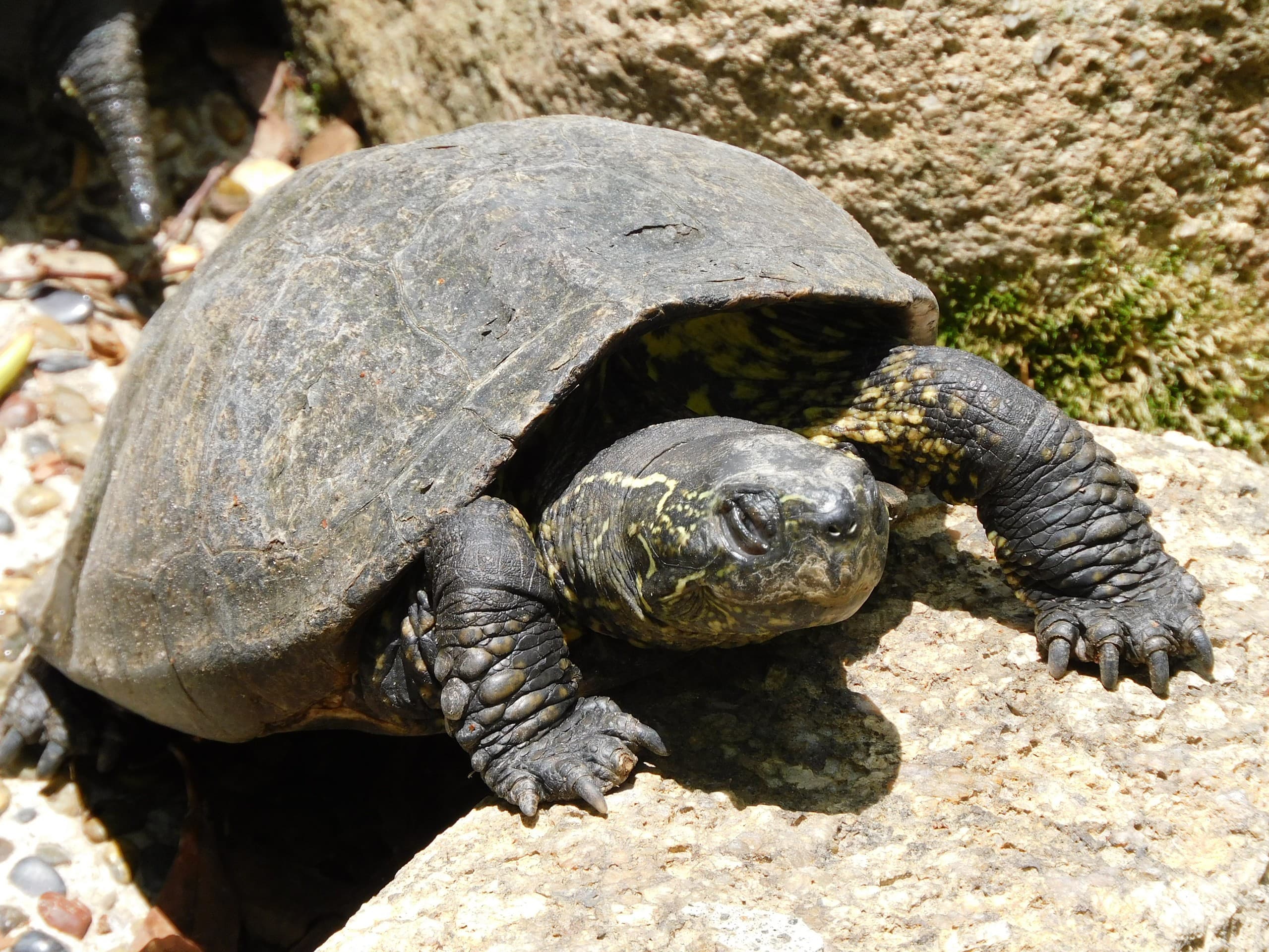 Turtle