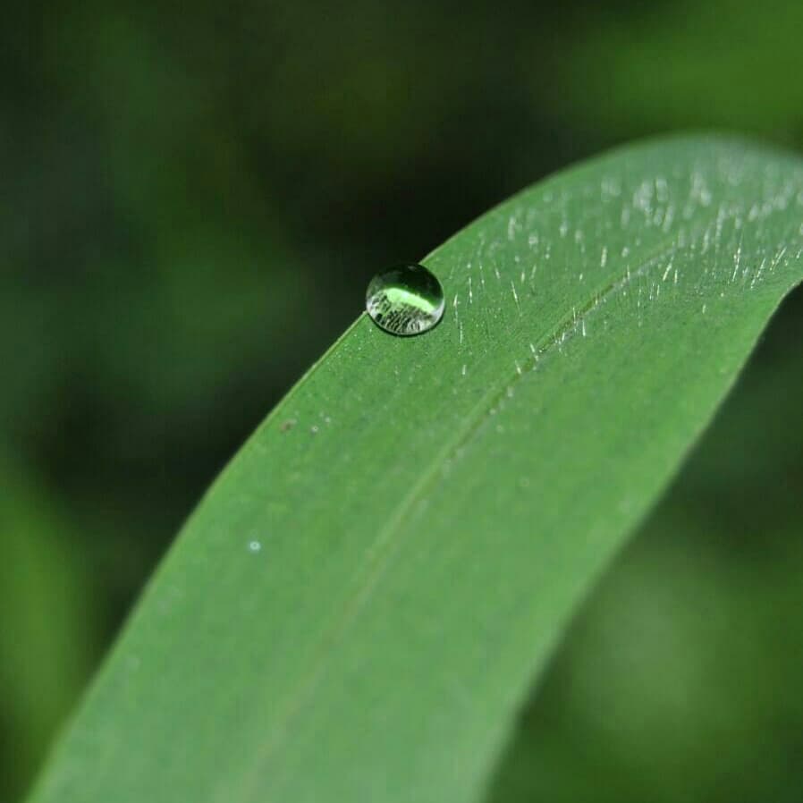 Dew.. Mornings