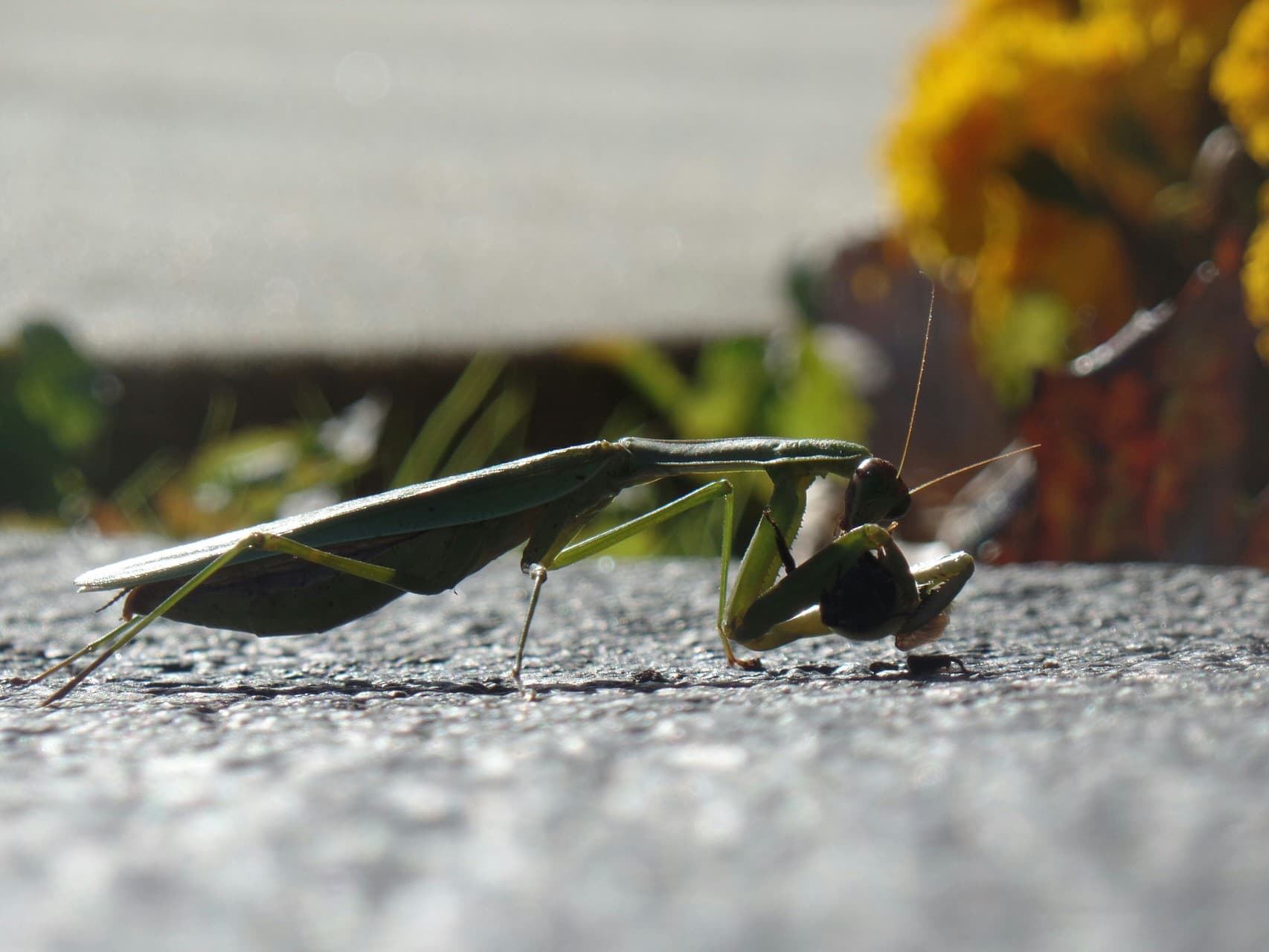 praying mantis