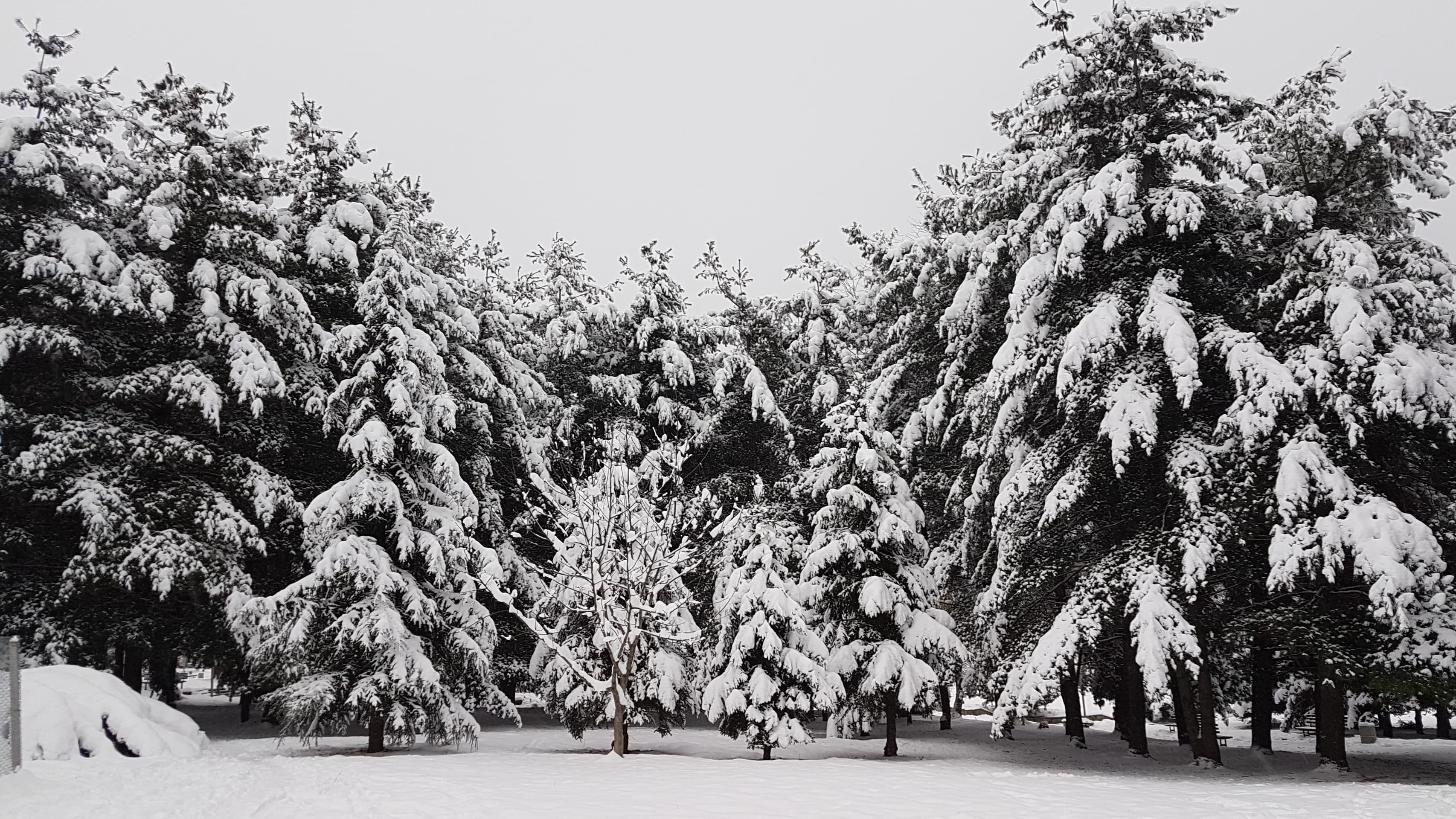 winter