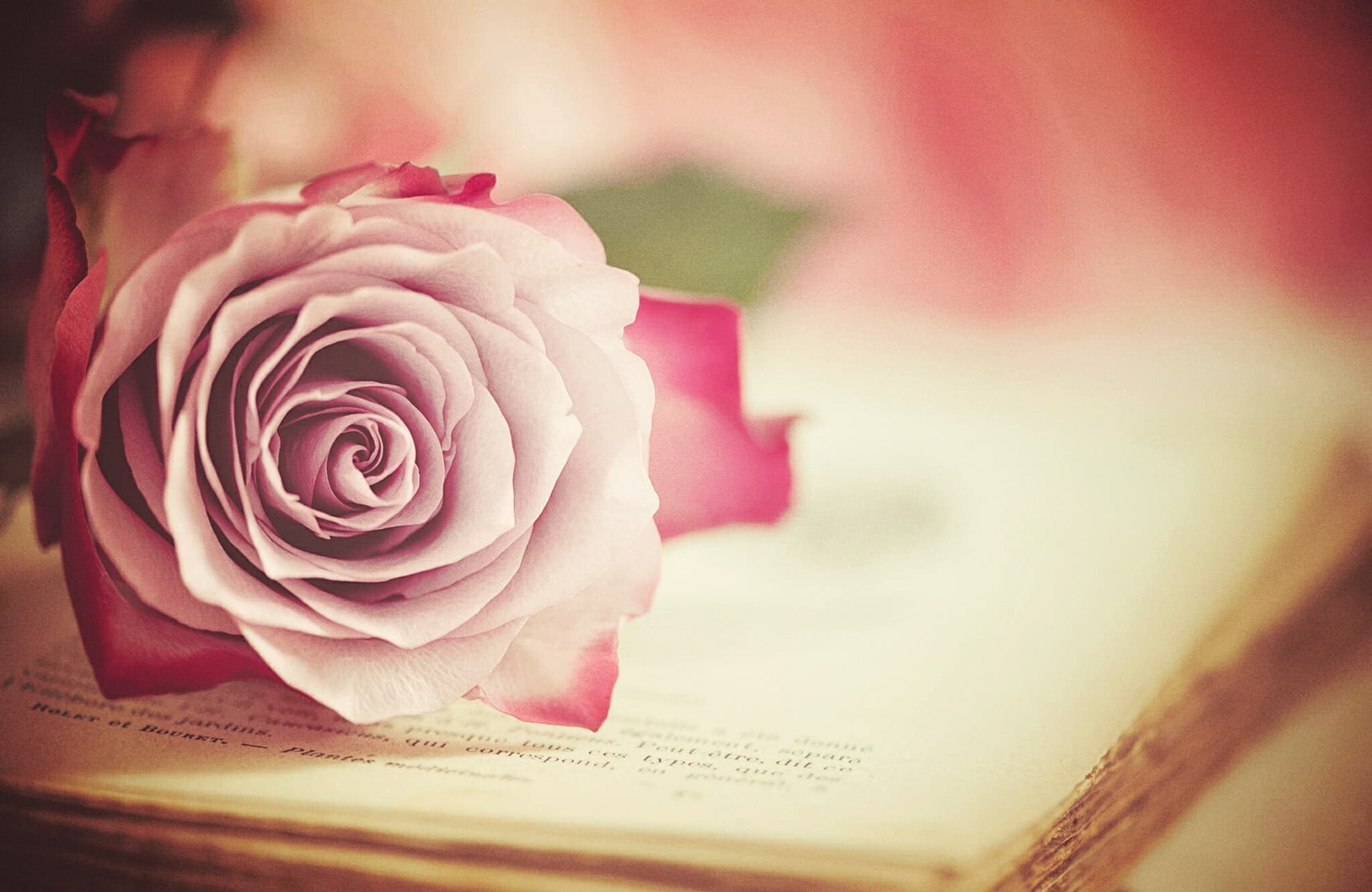 Flower On Book