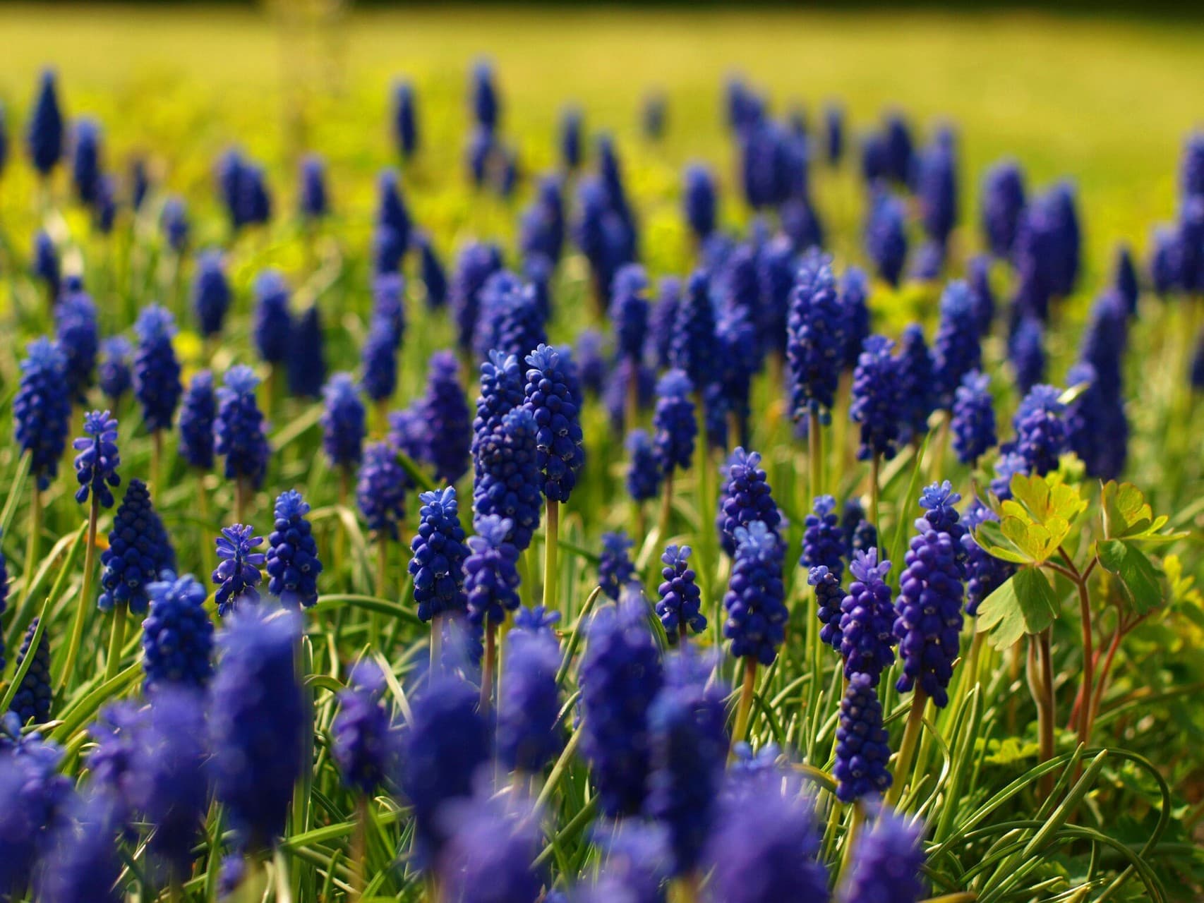 blue_flower