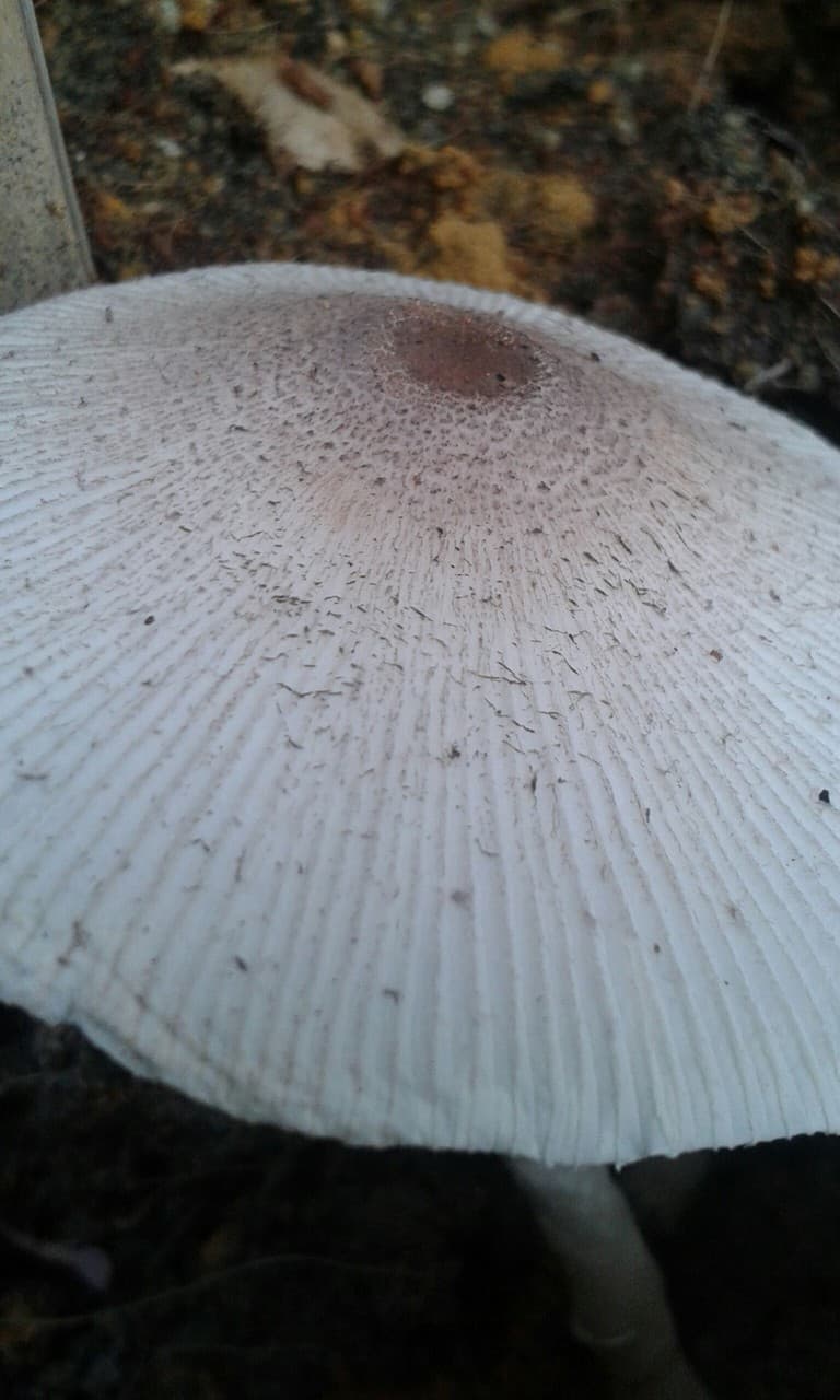 mystery mushroom