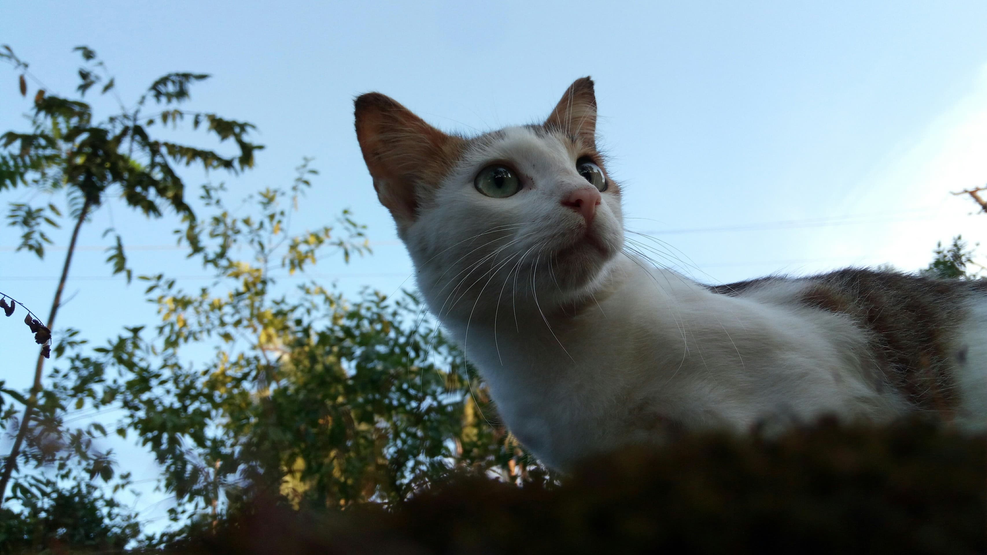 kitty lost in thought