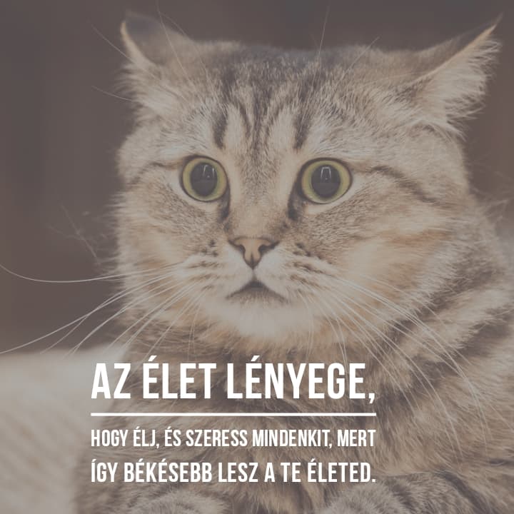 Idézet egy különleges macskától.