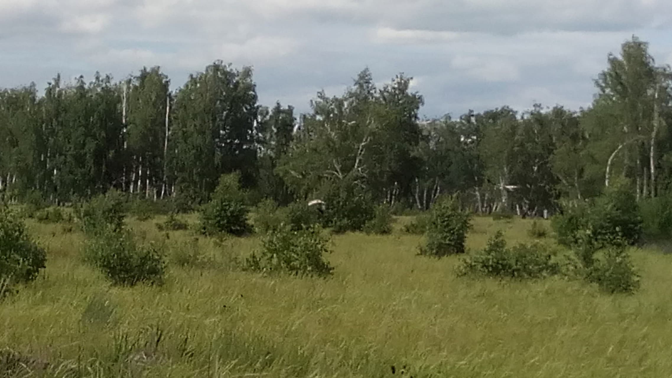 лес