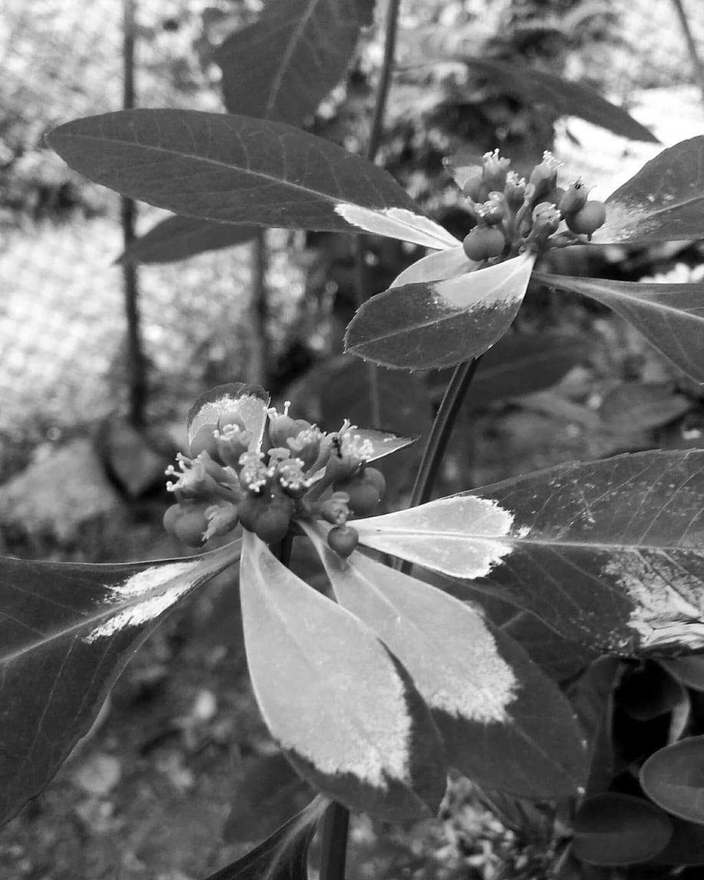 flower and the leaf