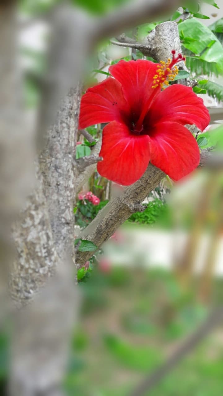 flowers summer happiness