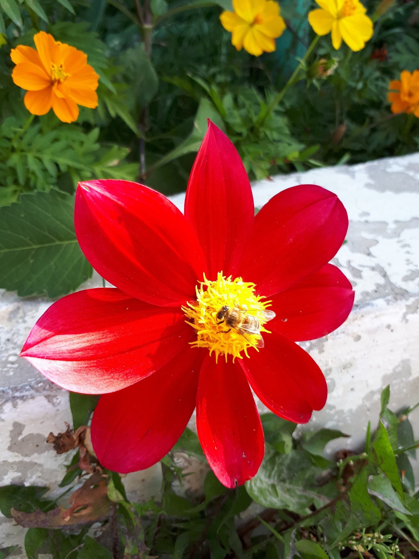 qyzyl gul  red flowers.