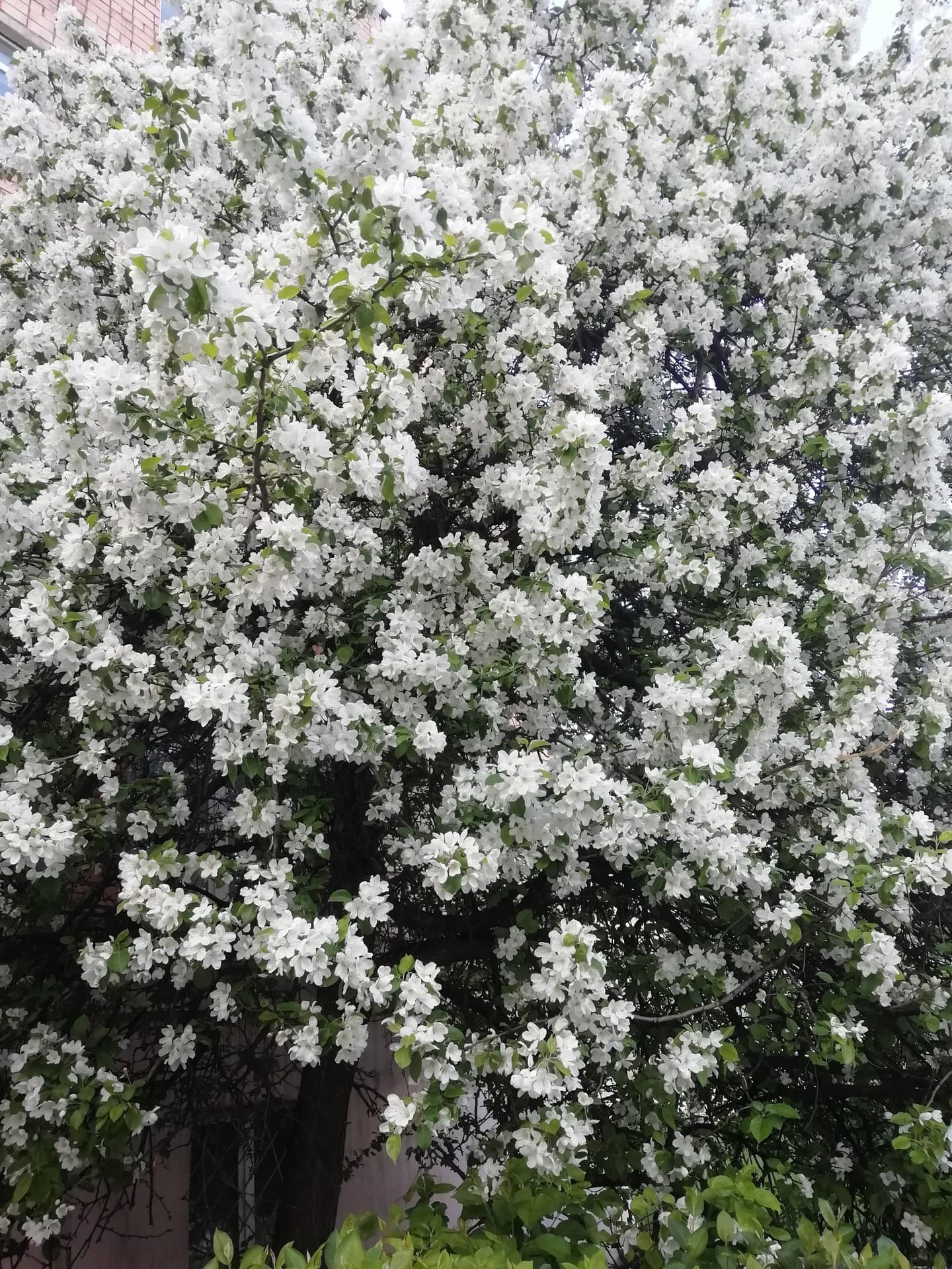 #flowers