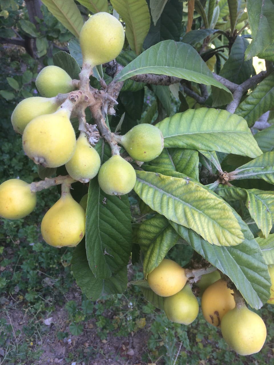 frutas del paraiso