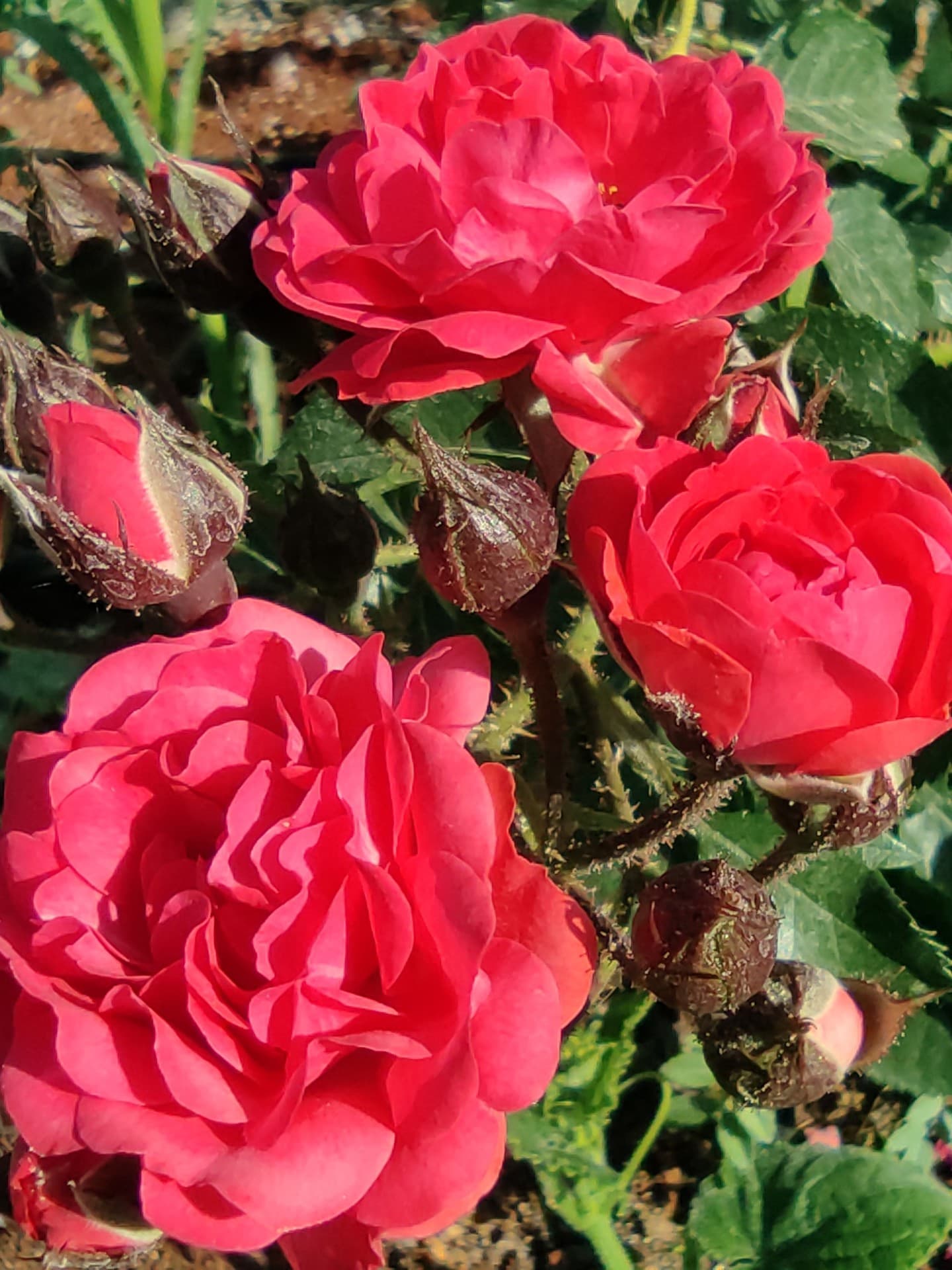 this bed of roses that i lay on