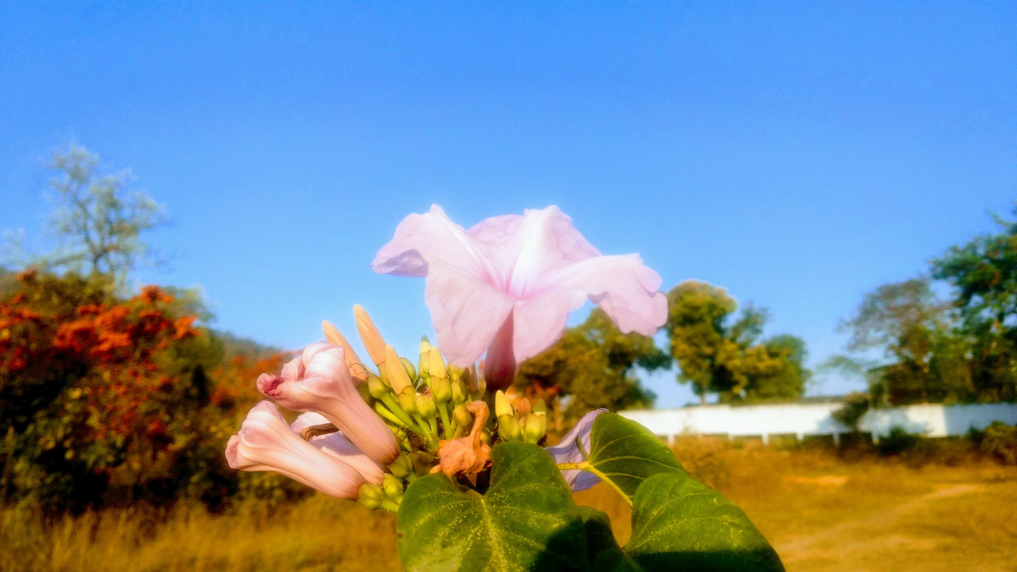 beautiful flowers