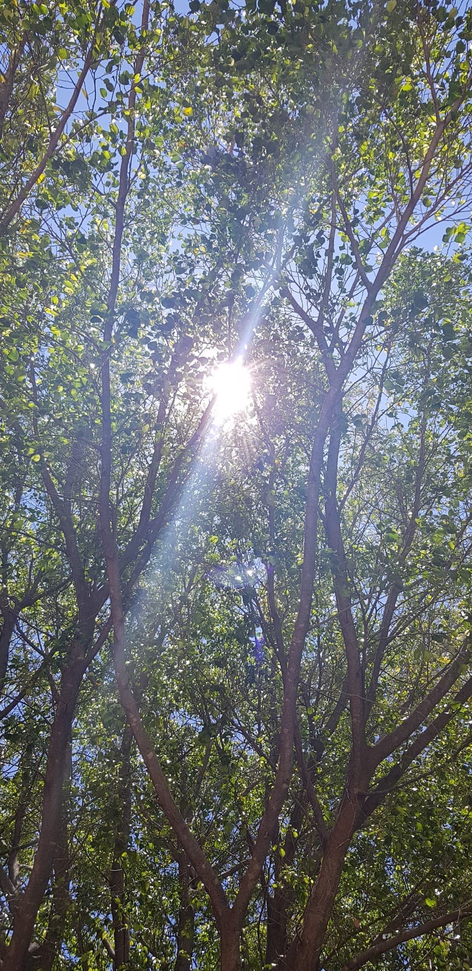 rayos de sol