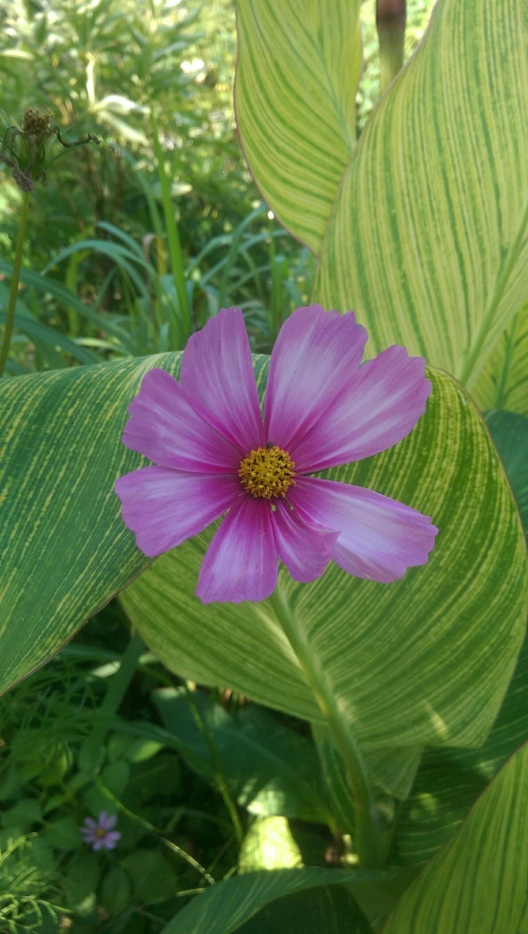 Blume