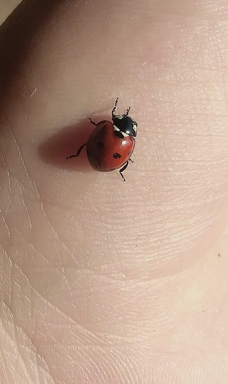 ladybug