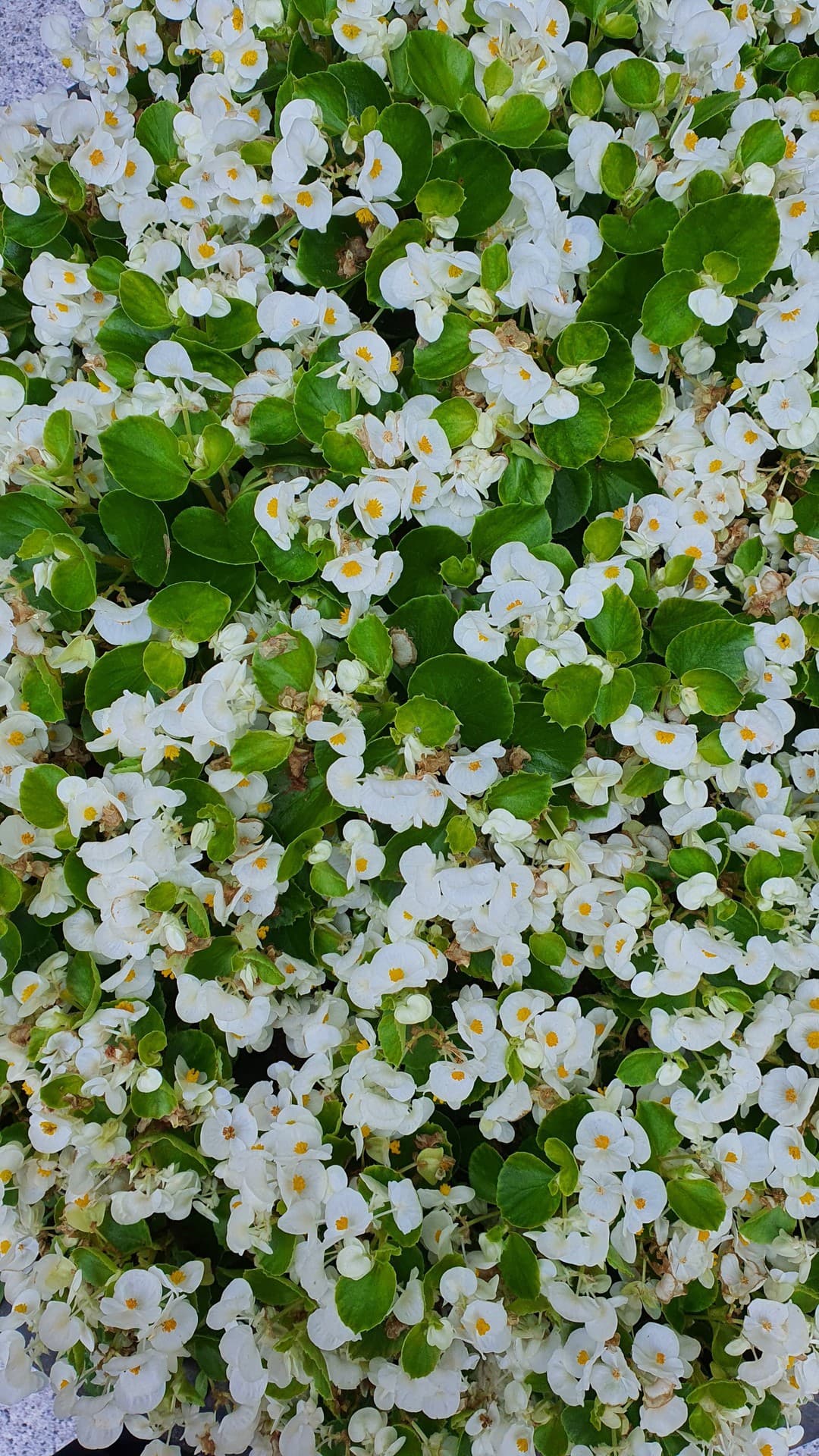 꽃(flower)