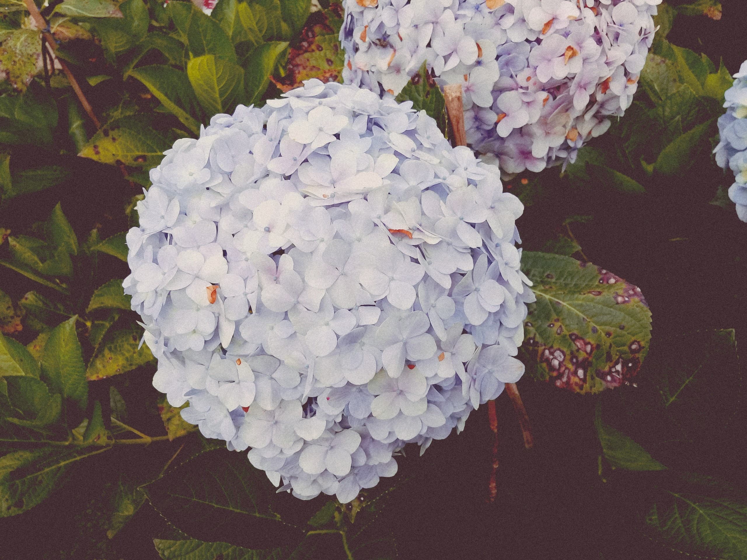 Hydrangea