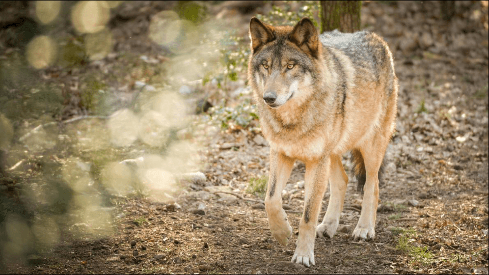 loup
