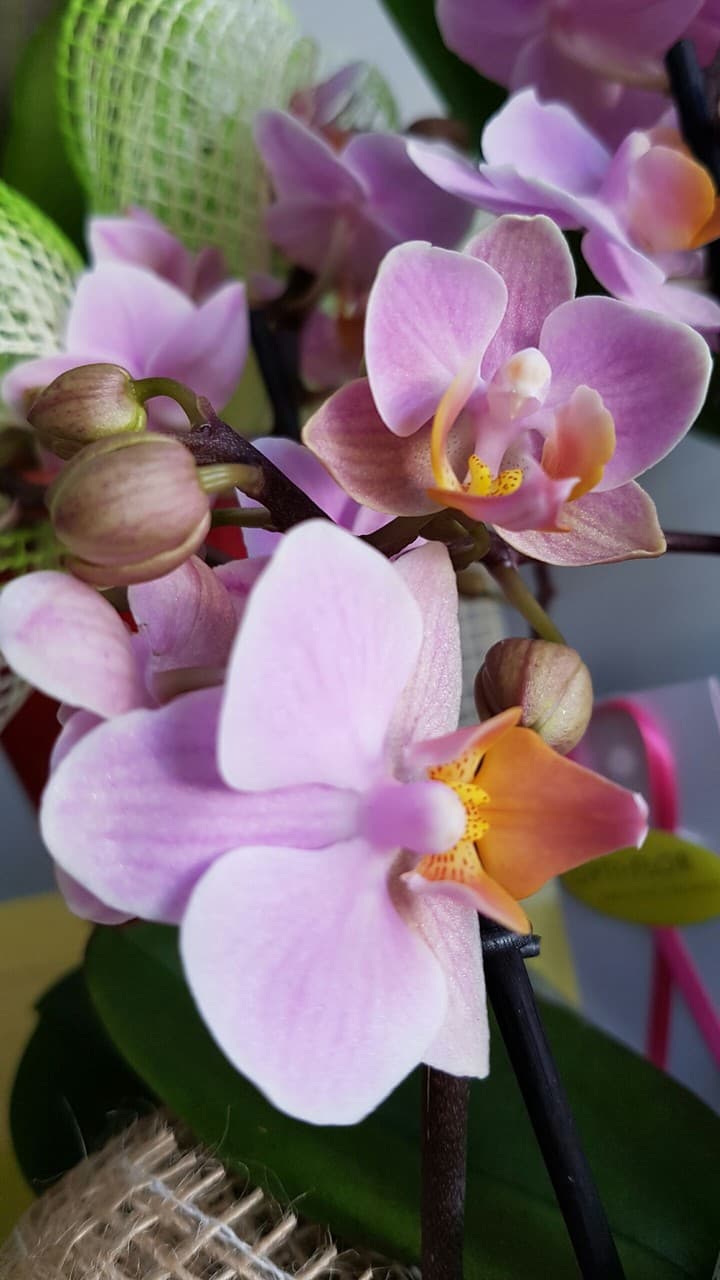 orchidea rosa