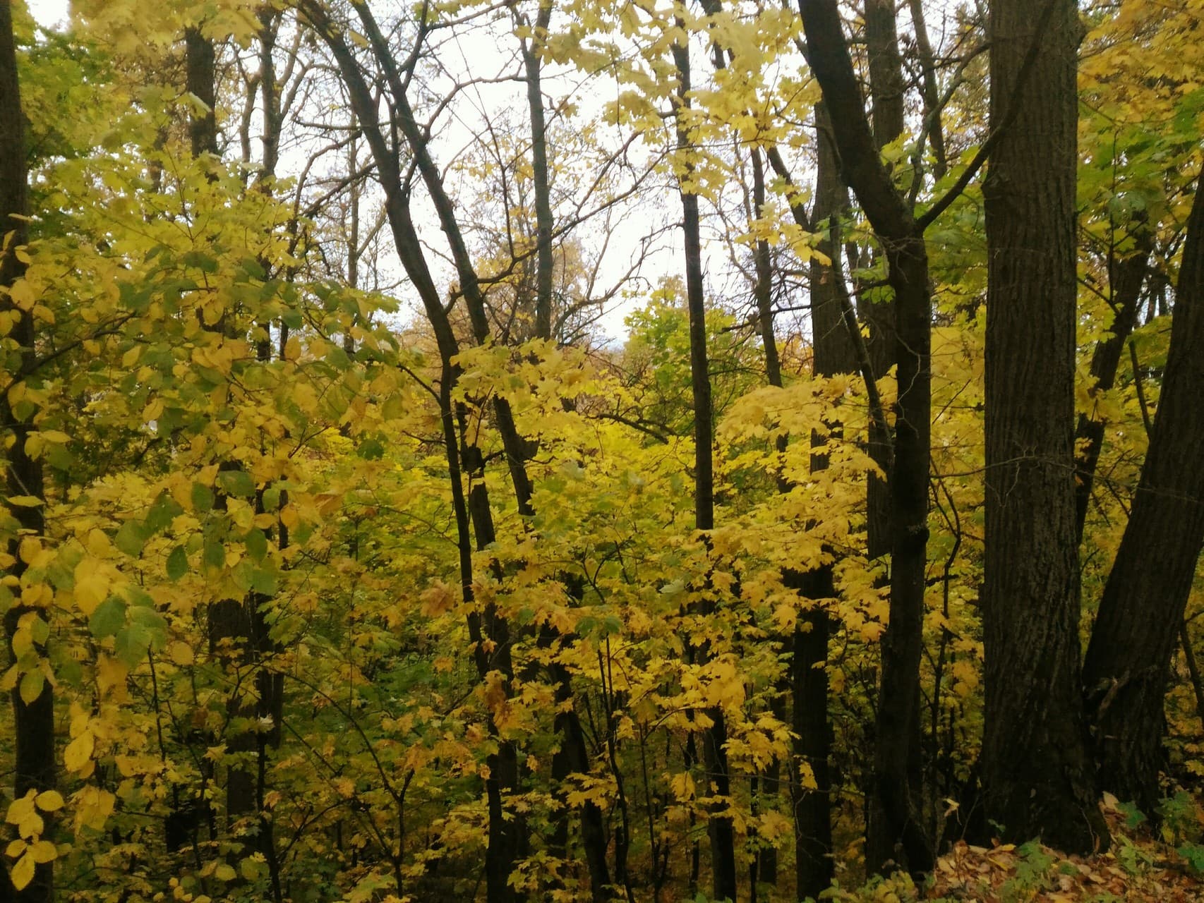 autumn