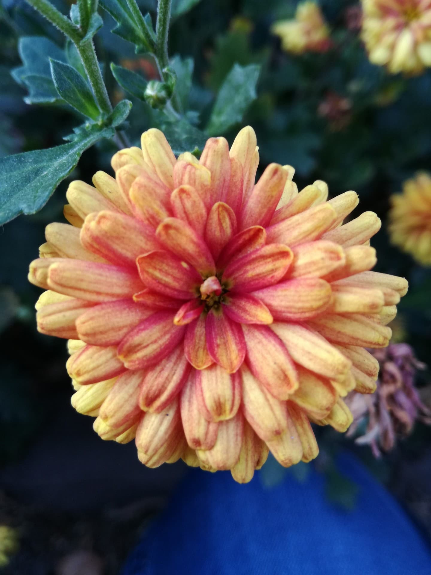 flower