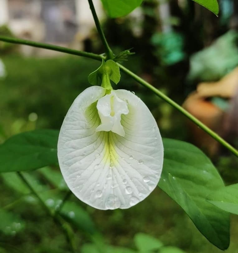 식물, 꽃잎 배경화면