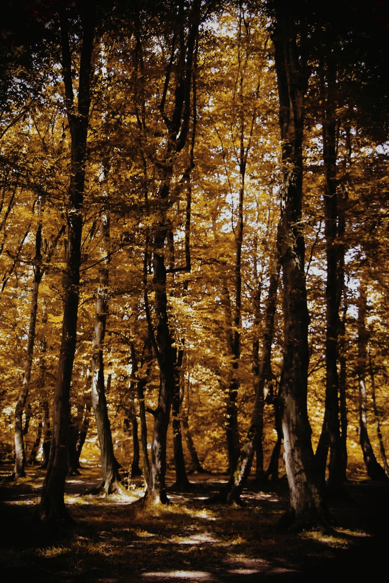 wellcome autumn