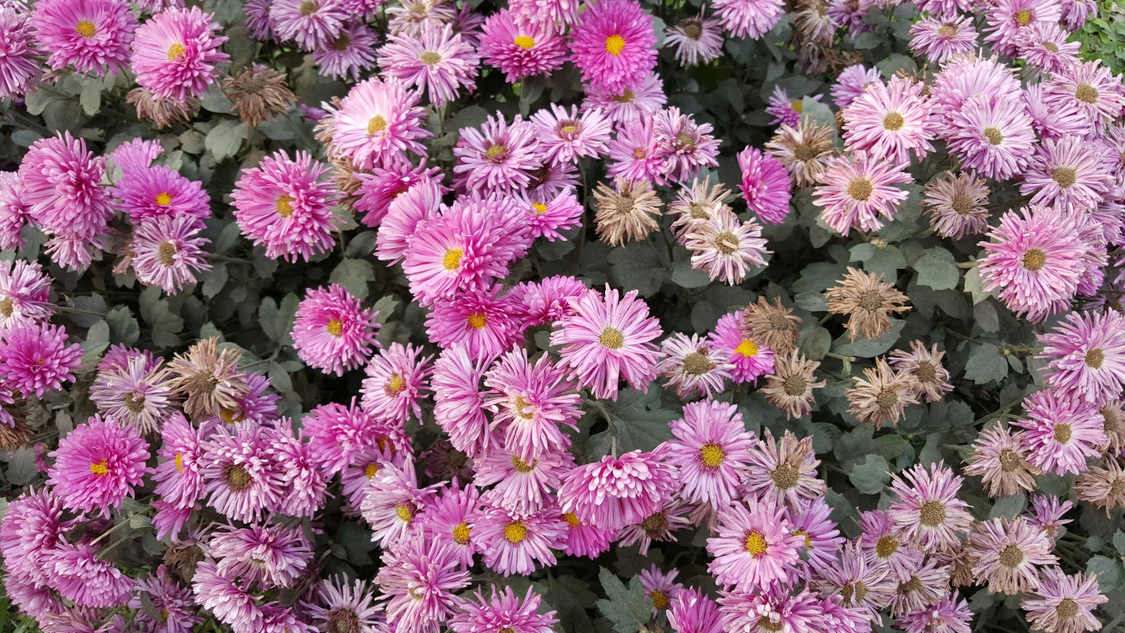 flowery
